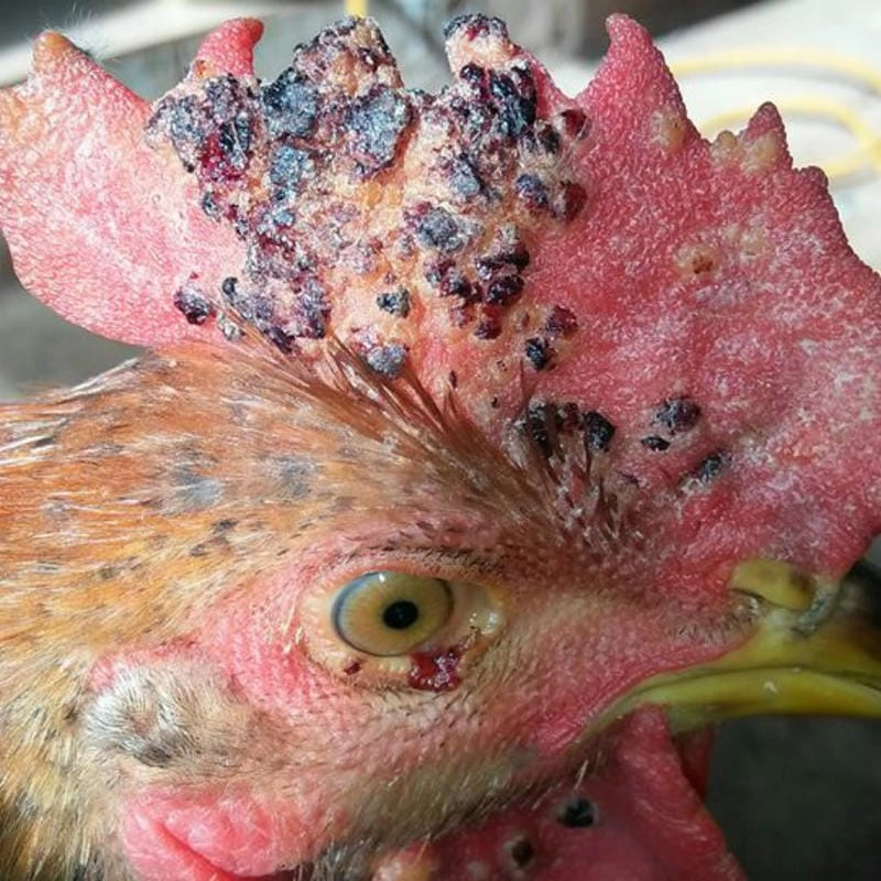 Nhận biết hình ảnh bệnh đậu gà chuẩn xác