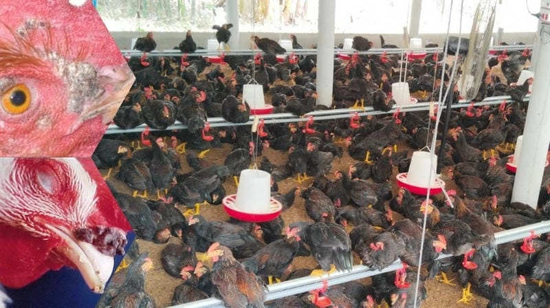 Phân biệt hình ảnh bệnh đậu gà theo dấu hiệu