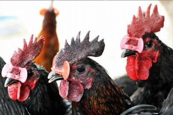 Dấu hiệu gà bị sưng mắt thường liên quan đến bệnh đậu