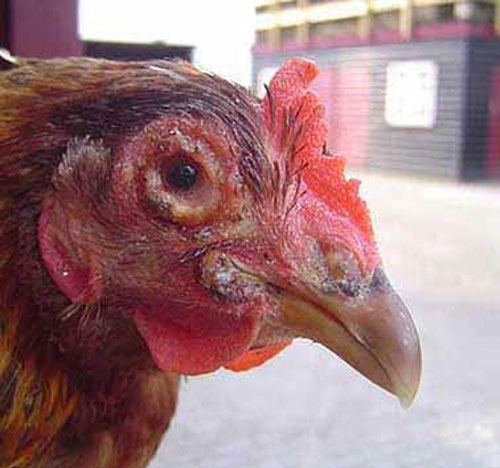 Nhận biết hình ảnh bệnh đậu gà có bã đậu