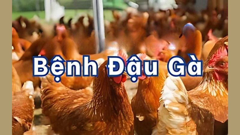 Hình ảnh bệnh đậu gà là như thế nào