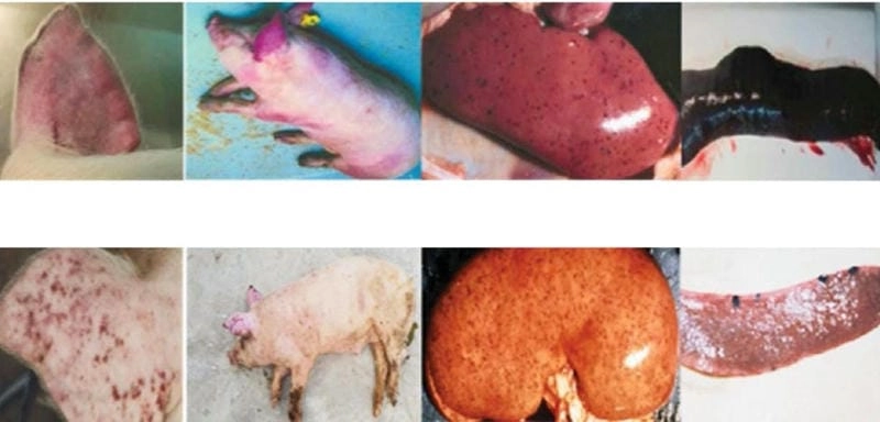 Khám hình ảnh bệnh dịch tả lợn cổ điển chi tiết