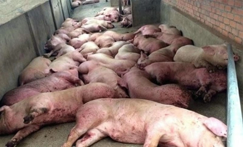 Ảnh rõ nét về bệnh dịch tả heo cổ điển hiện nay