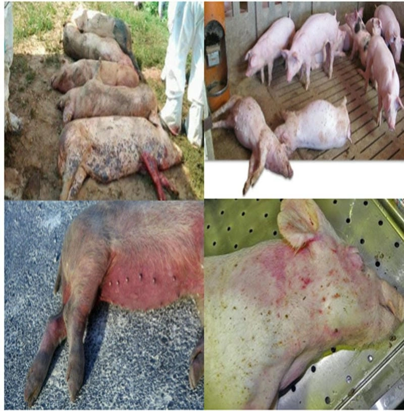 Hình giúp chẩn đoán dịch tả lợn cổ điển chuẩn xác