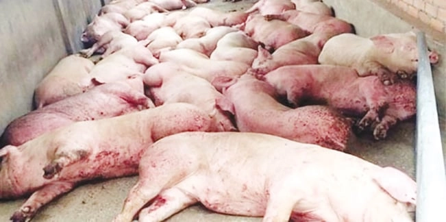 Chiêm ngưỡng ảnh dịch tả lợn cổ điển thực địa