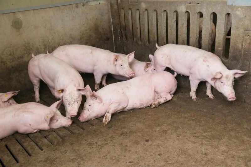 Xem ảnh hỗ trợ cách điều trị bệnh dịch tả lợn cổ điển