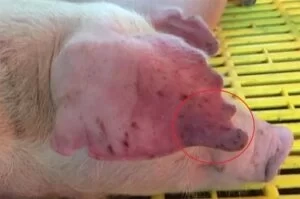 Hướng dẫn phòng chống dịch tả lợn cổ điển hiệu quả