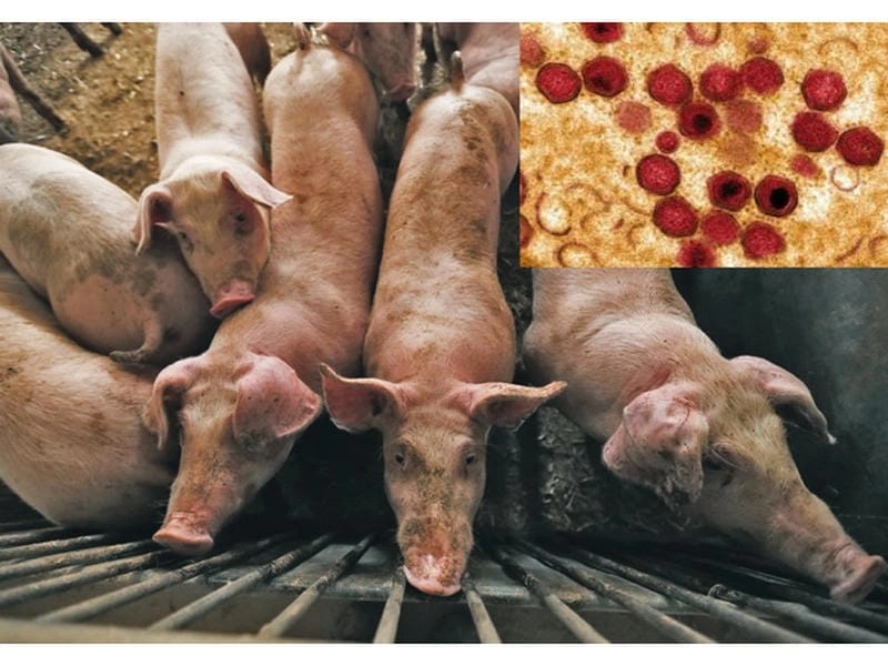 Ảnh mô tả đặc điểm dịch tả heo cổ điển chuẩn