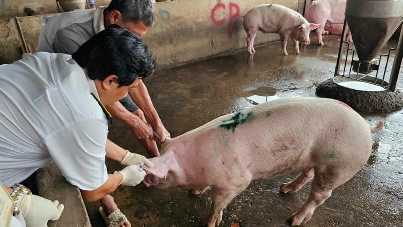 Quan sát trực tiếp lợn bị dịch tả cổ điển ngoài trại