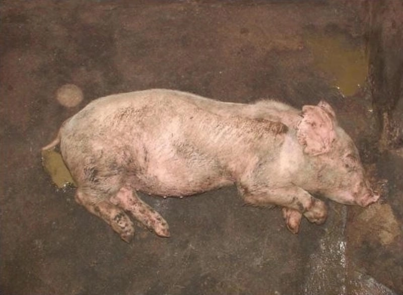 Xem rõ dấu hiệu dịch tả lợn cổ điển ở heo