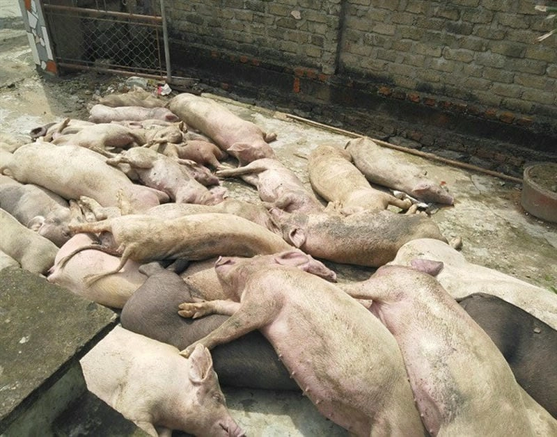 Hình minh họa triệu chứng dịch tả lợn cổ điển phổ biến