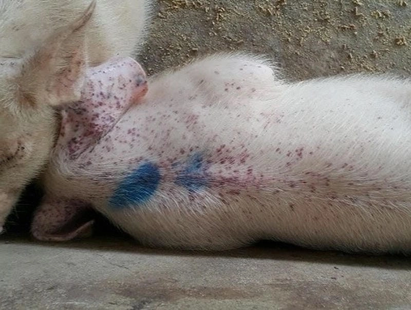 Tìm hiểu triệu chứng bệnh dịch tả cổ điển dễ nhận biết