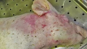 Nhận biết dấu hiệu dịch tả lợn cổ điển rõ ràng