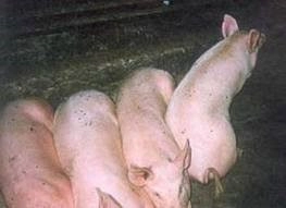 Ghi nhận lợn bị bệnh dịch tả lợn cổ điển nặng nhất