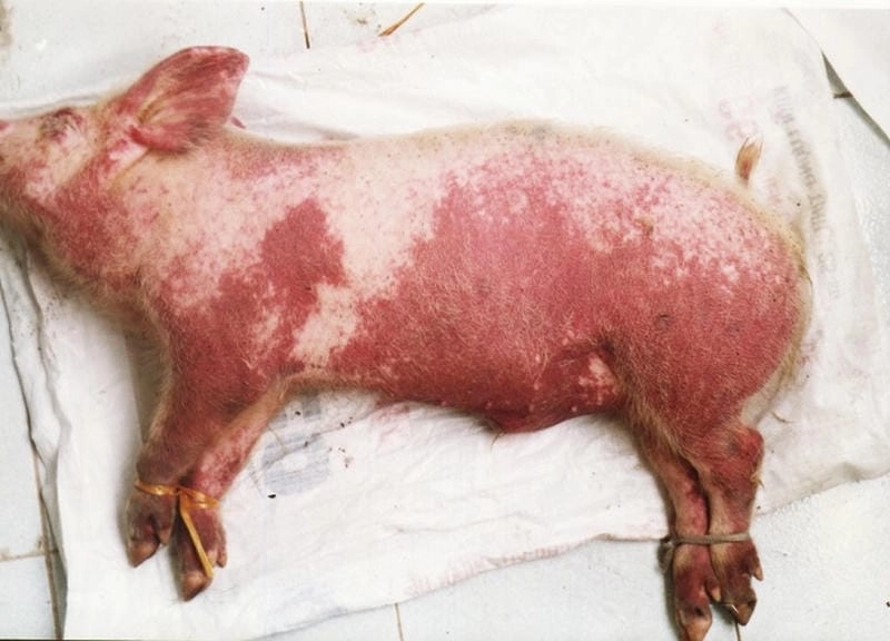 Hình thực tế bệnh dịch tả cổ điển ở lợn nặng