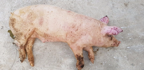 Chi tiết hình ảnh lợn bị bệnh dịch tả dễ thấy