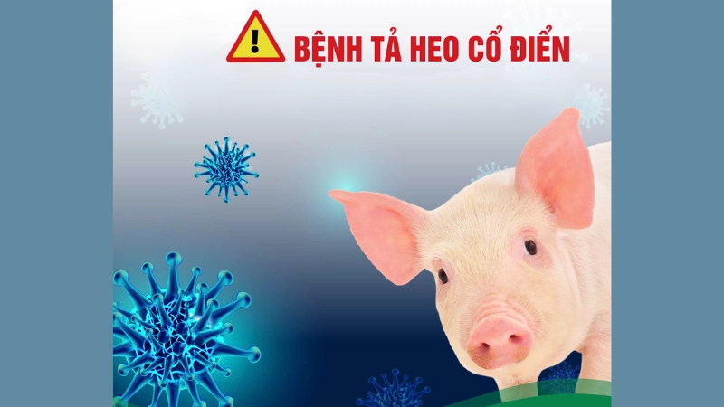 Hình ảnh bệnh dịch tả lợn cổ điển là như thế nào