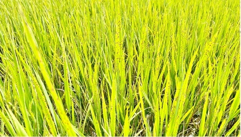 Đốm nâu trên lúa dễ lan rộng khi không phòng ngừa kịp