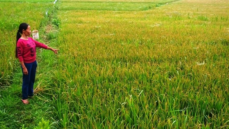 Đốm nâu hại lúa làm giảm chất lượng hạt lúa