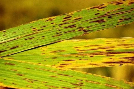 Bệnh đốm nâu hại lúa xuất hiện nhiều ở vụ mùa ẩm