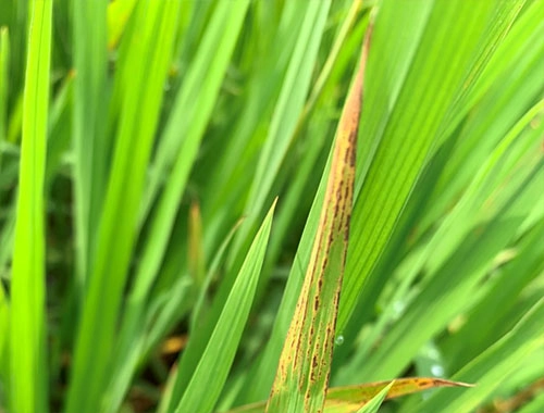 Bệnh đốm nâu trên lúa gây thất thoát mùa vụ lớn