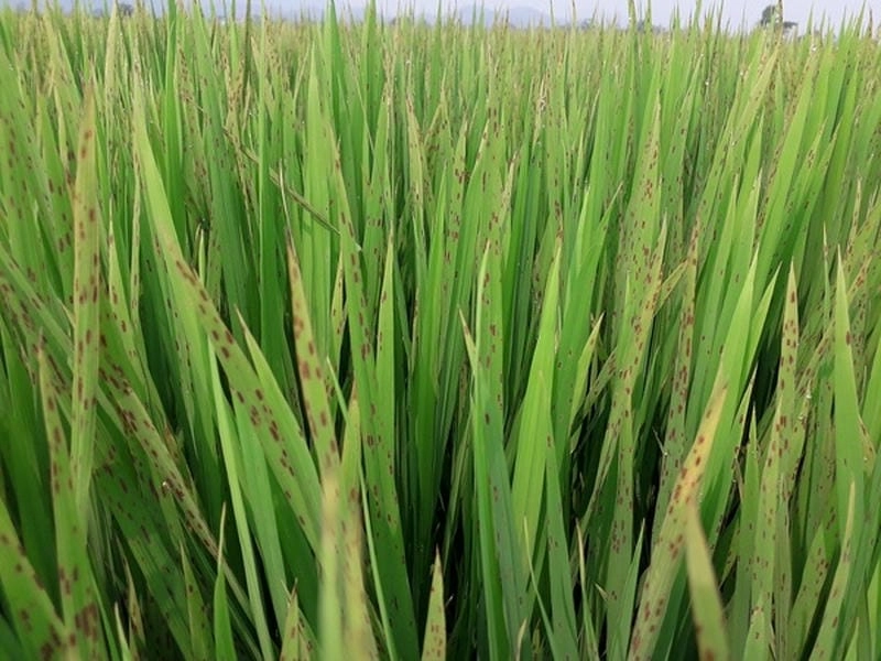 Bệnh đốm nâu hại lúa làm lá úa vàng nhanh chóng