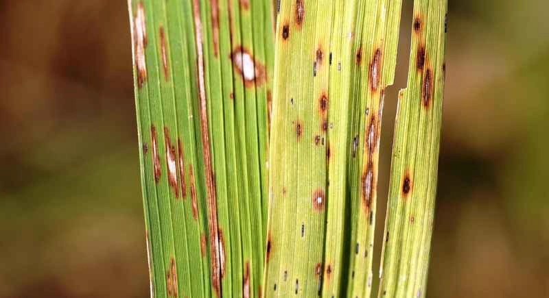 Bệnh đốm nâu hại lúa làm khô cháy mép lá nhanh