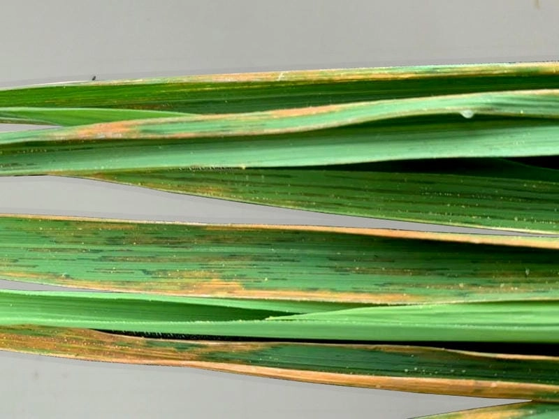 Đốm nâu trên lá lúa báo hiệu giai đoạn bệnh nặng