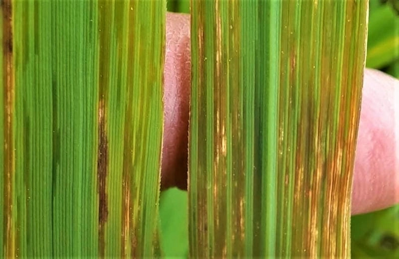 Cách nhận biết bệnh đốm nâu lá lúa qua vết cháy nâu rõ