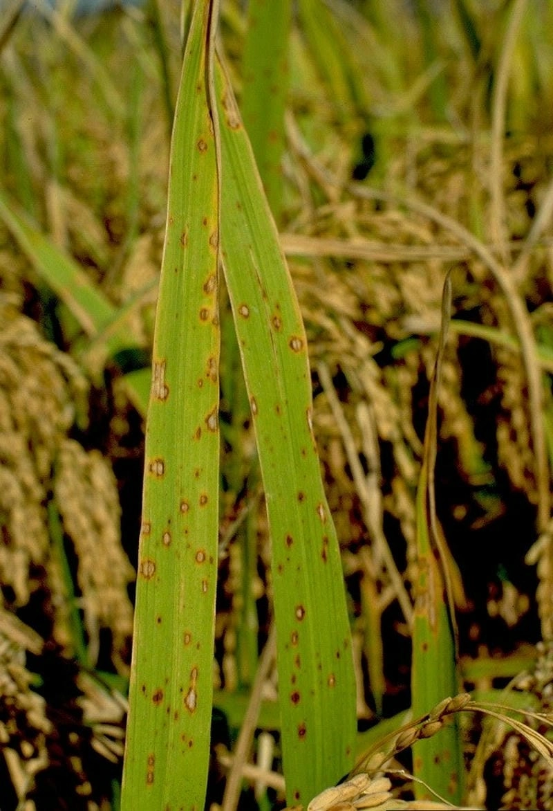 Lúa bị đốm nâu cần xử lý kịp thời để bảo vệ năng suất