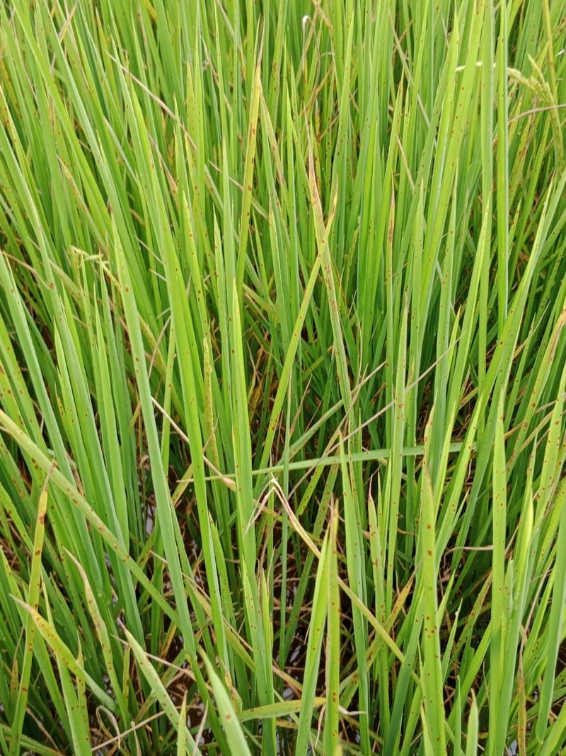 Thuốc đặc trị bệnh đốm nâu hại lúa kiểm soát bệnh nhanh