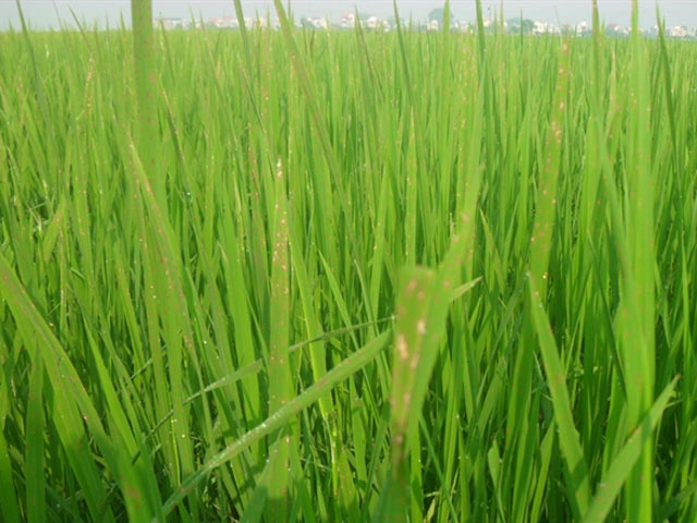 Hình ảnh bệnh đốm nâu hại lúa cho thấy vết bệnh thực tế