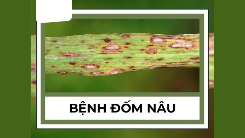 Hình ảnh bệnh đốm nâu là như thế nào hấp dẫn