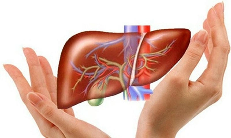 Chi tiết hình ảnh sán lá gan trong cơ thể