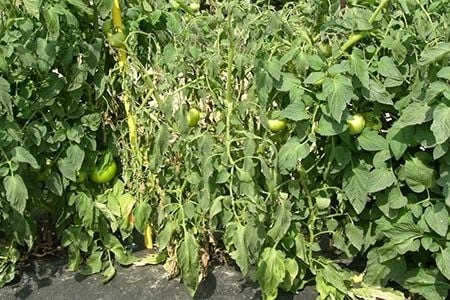 Hình ảnh mới nhất về héo xanh lan nhanh trong mùa mưa kéo dài