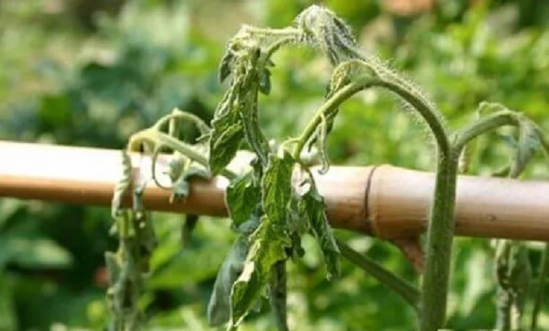 Chia sẻ ảnh héo xanh vi khuẩn từ nhà vườn giúp bạn nhận diện sớm