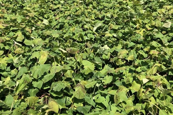 Xem cà chua héo xanh qua ảnh để phân biệt với bệnh do nấm khác