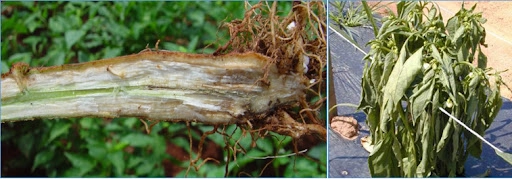 Tổng hợp ảnh cà chua bị bệnh héo xanh với biểu hiện rõ ràng từng lá