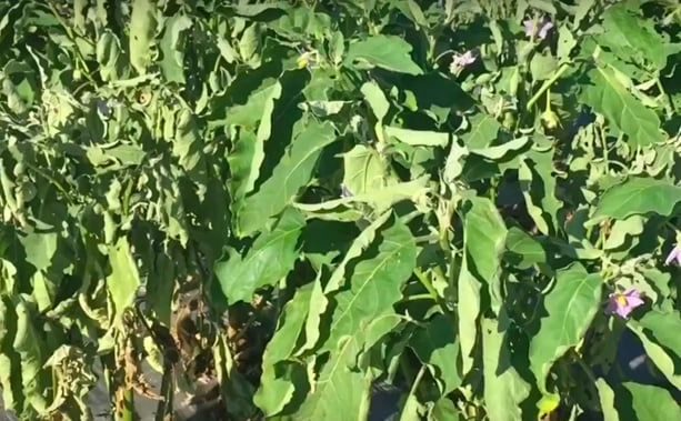 Hình ảnh chi tiết bệnh héo xanh cà chua từ gốc đến ngọn cây bị nhiễm