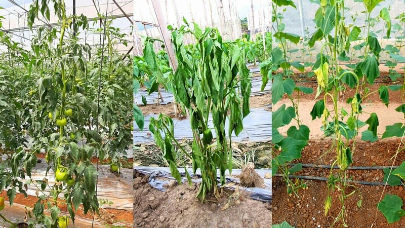 Phát hiện bệnh héo xanh trên cà chua sớm để xử lý hiệu quả
