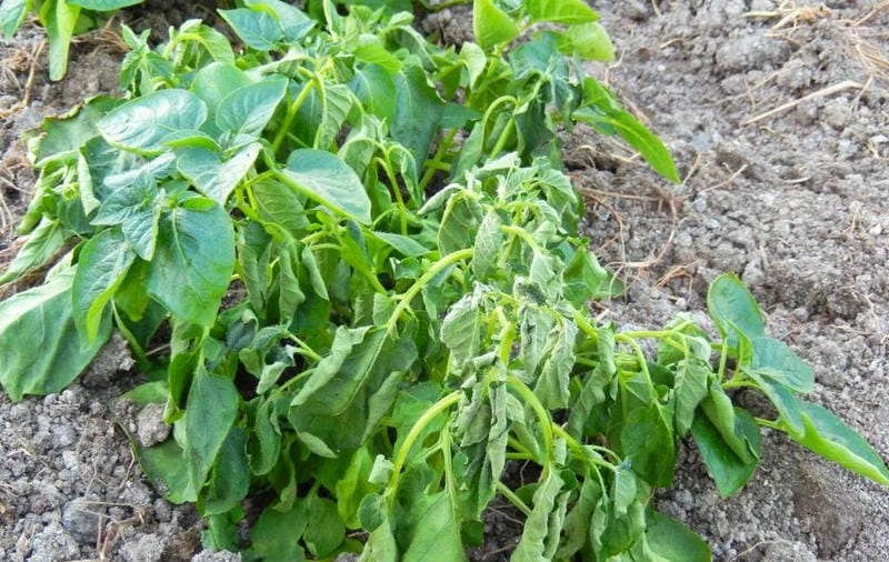 Triệu chứng bệnh héo xanh vi khuẩn thường xuất hiện sau vài ngày mưa