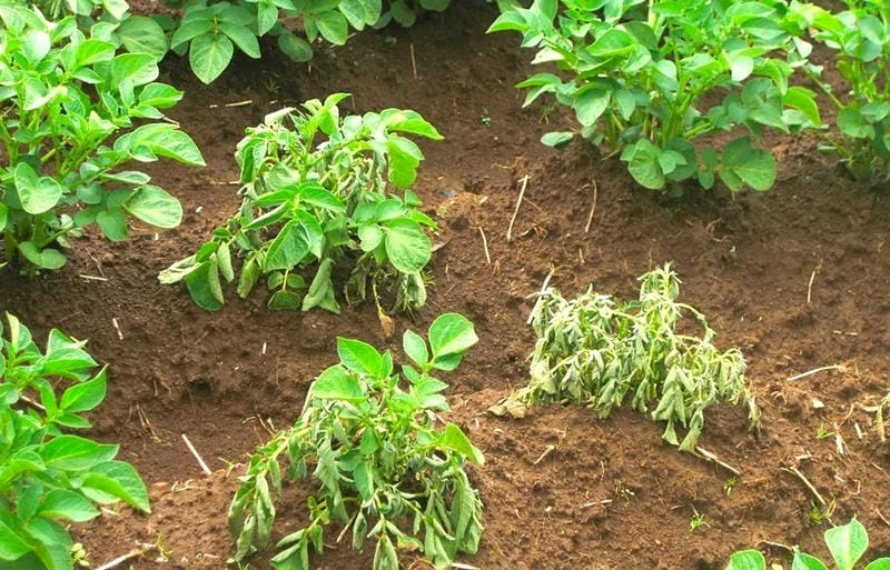 Ngăn ngừa bệnh héo xanh bằng kỹ thuật luân canh cây trồng hợp lý