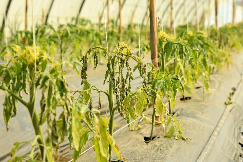 Nếu cà chua bị bệnh héo xanh cần nhổ bỏ cây bệnh kịp thời