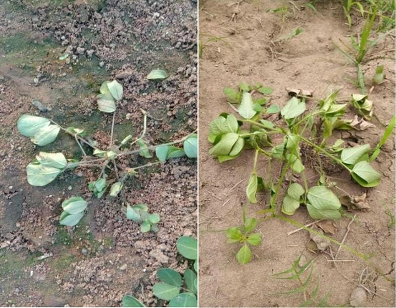 Xem ảnh bệnh héo xanh vi khuẩn để so sánh và nhận diện chính xác