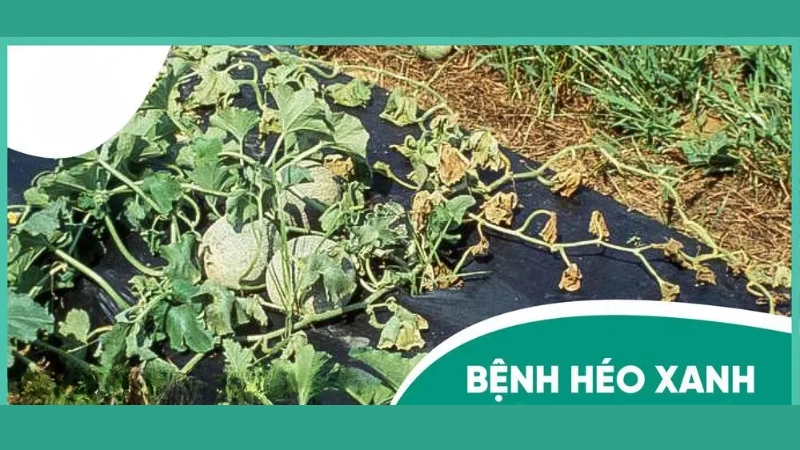 Bệnh héo xanh vi khuẩn là như thế nào