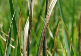 Cập nhật hình ảnh bệnh khô vằn chuẩn xác