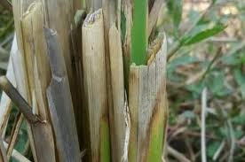 Bộ sưu tập mới về hình ảnh bệnh khô vằn 2025