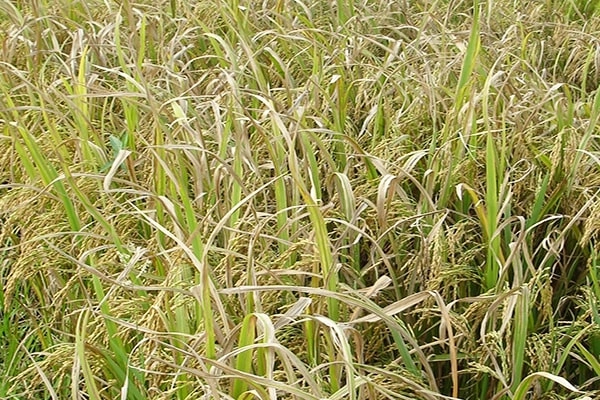 Dấu hiệu và phòng trị lúa bị khô vằn