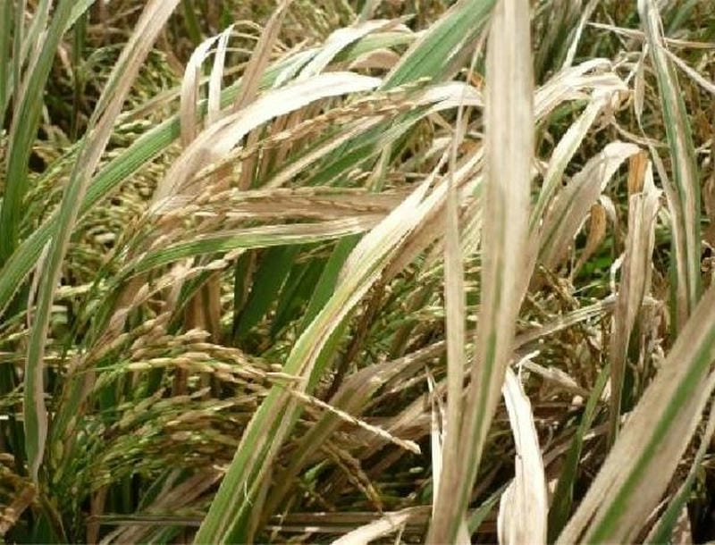 Phân biệt rõ ràng ảnh lúa bị bệnh khô vằn