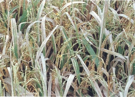 Giải thích triệu chứng bệnh khô vằn trên lúa
